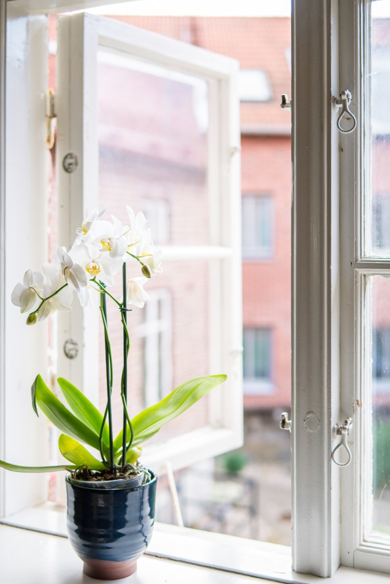 Orkidée i fönster
