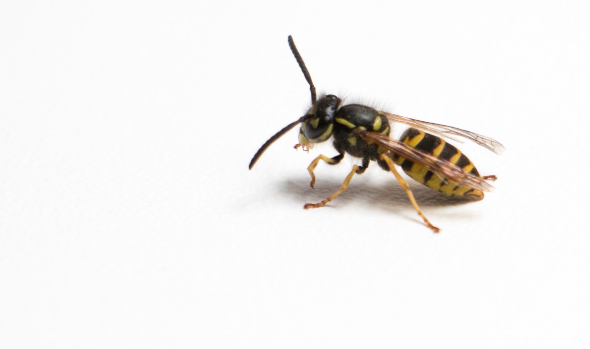 Geting på skrivbord