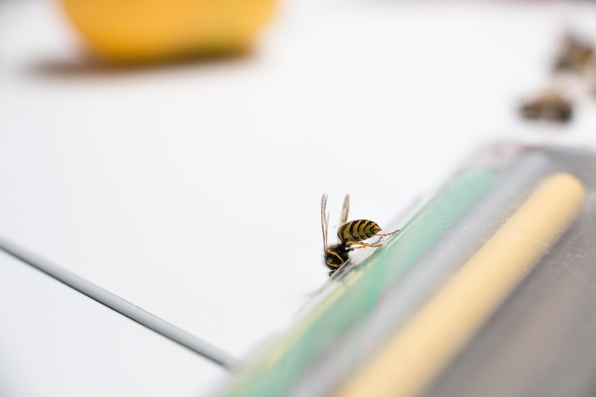 Geting på skrivbord