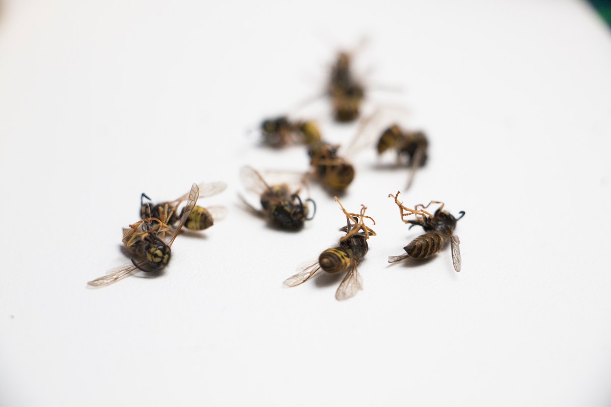 Döda getingar. Hittar de inte sin drottning så dör de..