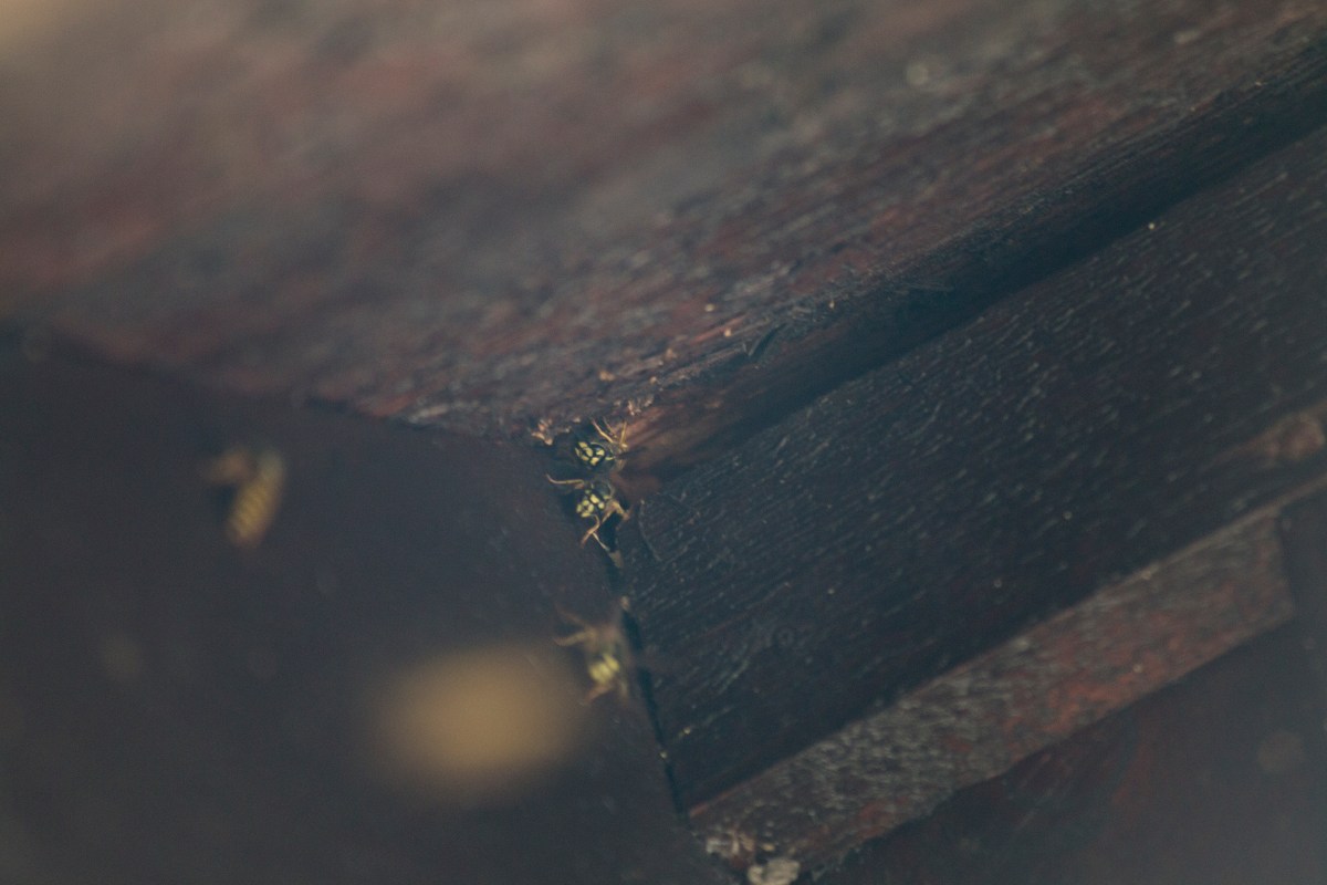 Ingångshål till getingbo i takfot