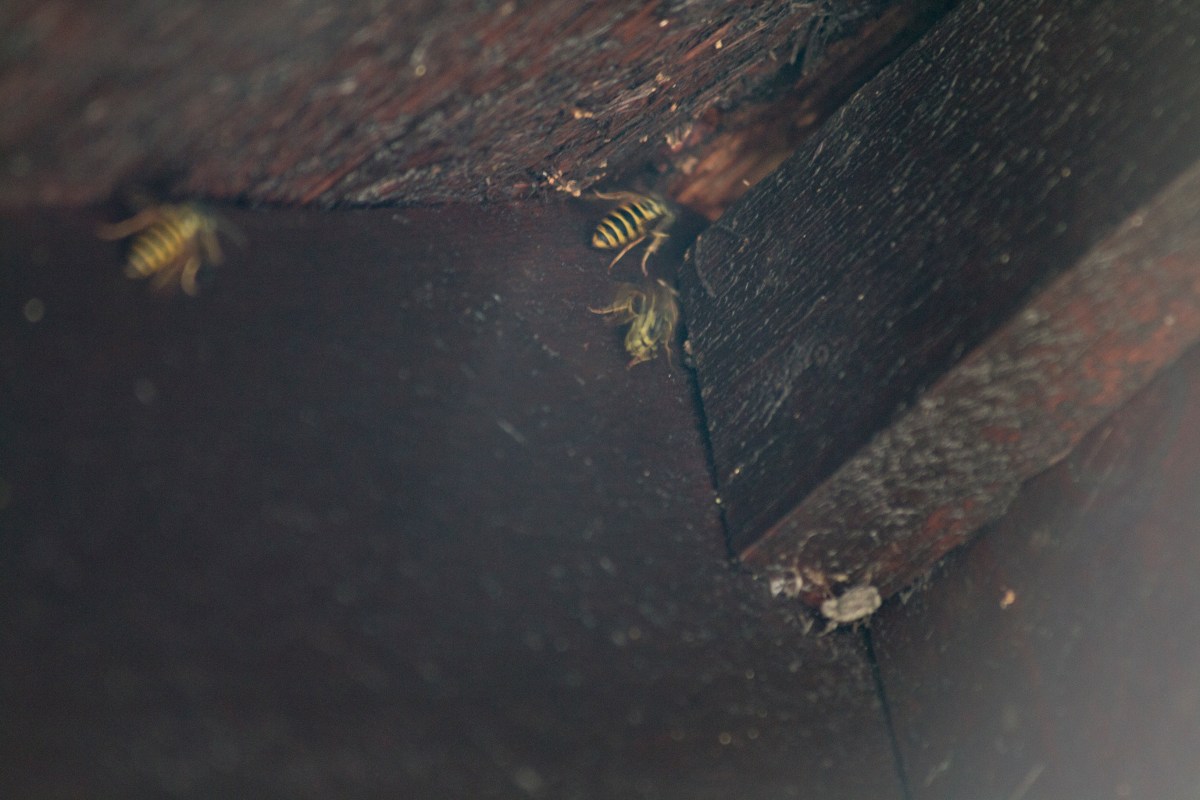 Ingångshål till getingbo i takfot