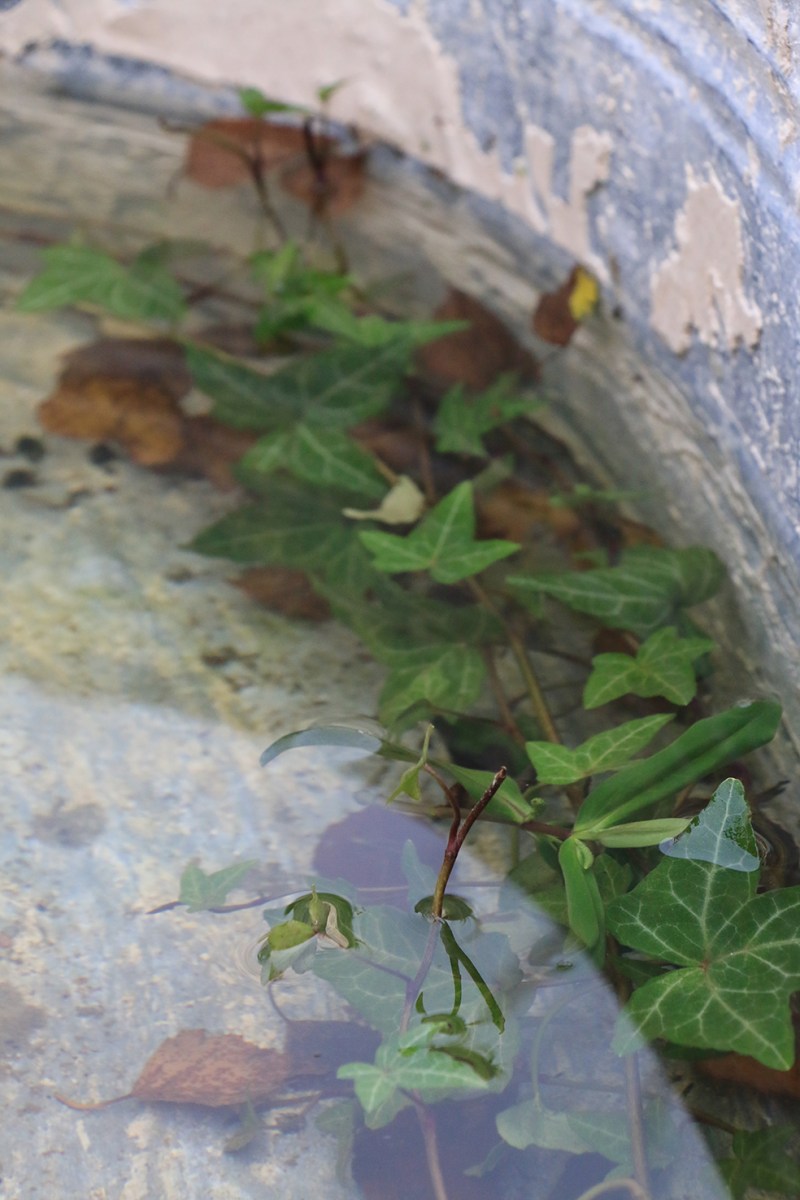 Utomhus finns också prylar att botanisera bland. Vackra ting med patina.